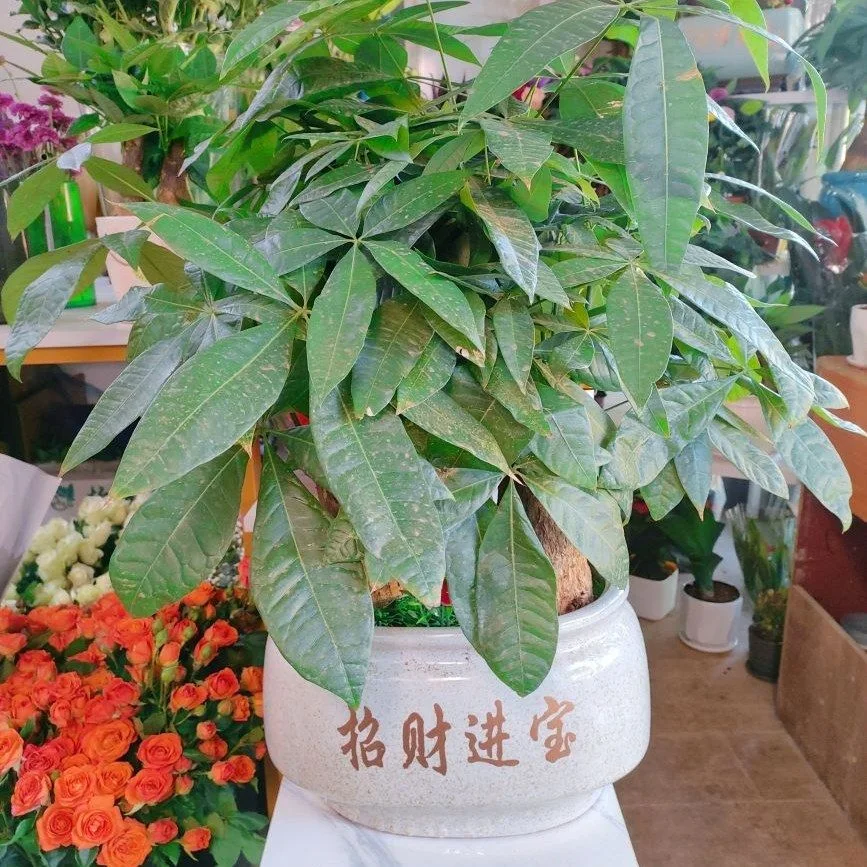 绿洲绿植·01