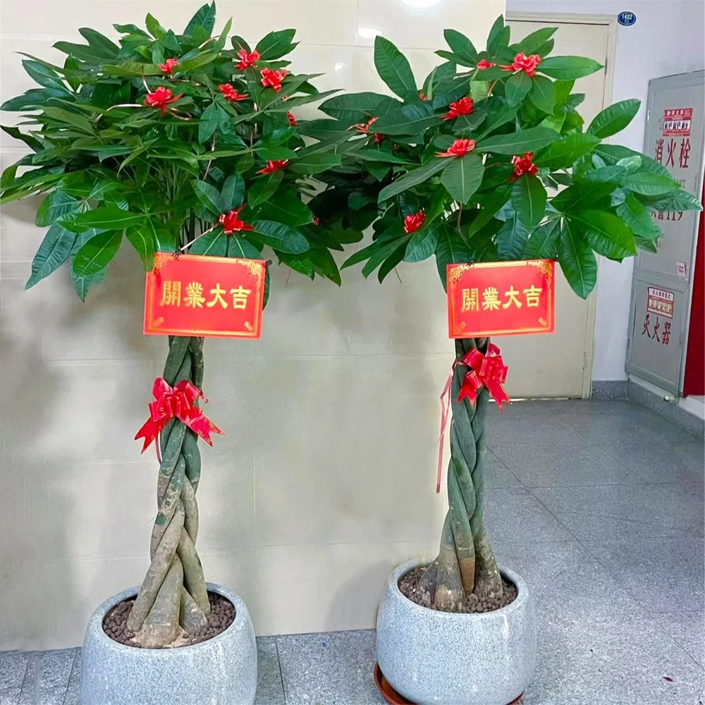 绿洲绿植·04