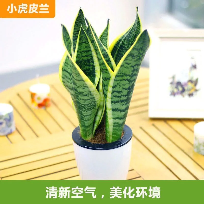 绿洲绿植·18